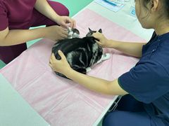 -北京观赏动物医院·24小时大型综合·猫专科·异宠专科