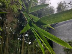 -杭州植物园