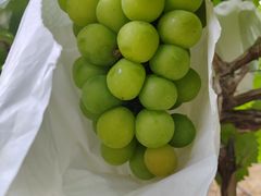 -马陆小张葡萄园农家乐