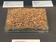 -北京周口店北京人遗址博物馆