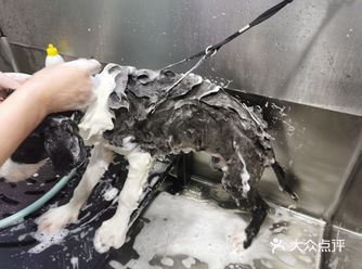 我家狗狗最可爱,不服来辩