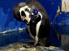 -太平洋海底世界