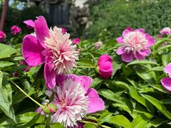 -莲池书院博物馆