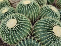 -北京植物园-展览温室