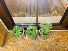 -雪园(南山街店)