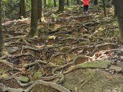 -火炉山森林公园