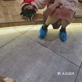 hey we go 柴犬吧