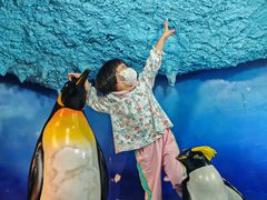 -海合安成都极地海洋公园
