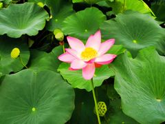 -北纬44度·金珠花海休闲农业旅游景区