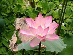 -荔湾湖公园