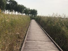 -西青郊野公园