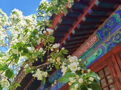 -大觉寺-停车场