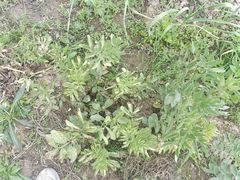 -明月东一酒店·菲斯特自助餐厅