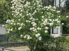 -杭州植物园