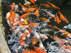 -南宫五洲植物乐园