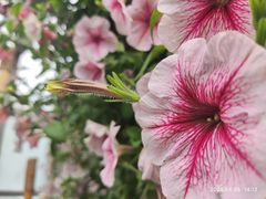 -北京世界花卉大观园