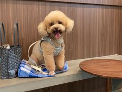 -Again Coffee Roaster(香蜜湖店)