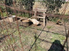 -小鱼草莓采摘园农家乐·小鱼餐厅