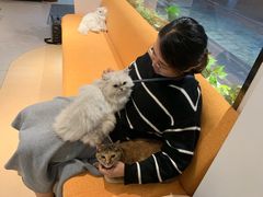 -御宝贝·A梦猫科宠物医院(国际猫友好医院)