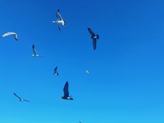 -海驴岛(荣成市)