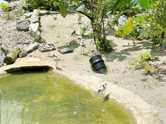 -新加坡飞禽公园