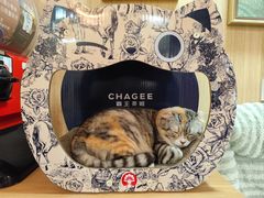 -MOCHA明星猫咖(田子坊店)