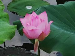 -荔湾湖公园