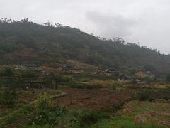 -福建土楼（华安）旅游区•大地土楼群