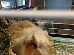 -藦茜花园宠物主题亲子互动体验馆(国顺东路店)