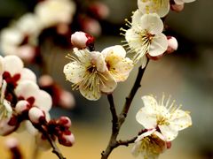 -苏州上方山国家森林公园