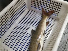 -鲜椒鱼·雅安地标性美食