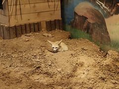 -石家庄市动物园