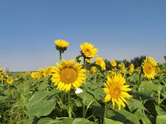 -汉长安城未央宫国家考古遗址公园