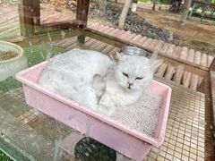 -呀路古热带植物园