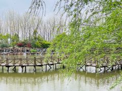 -合肥滨湖国家森林公园