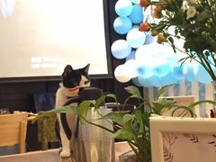 -猫的天空之城概念书店(杭州南宋御街店)