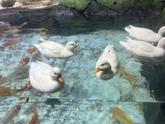 -海合安青岛极地海洋公园
