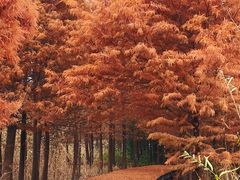 -溱湖国家湿地公园