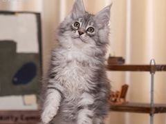 -小猫来了·猫舍(红山六九七九店)