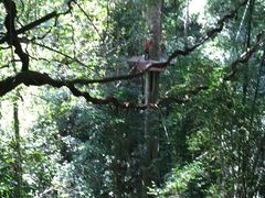 -清迈丛林飞跃 JungleFlight