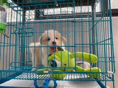 -翊宠yipet猫狗购宠庄园犬舍•猫舍