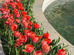 -洛阳郁金香牡丹园