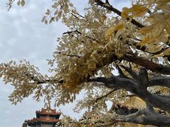 -广东圆玄道观