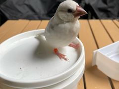 -莫多多餐厅