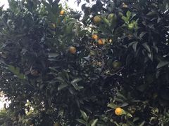 -杭州龙禧福朋喜来登酒店