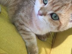 -Heymao猫咖.咖啡厅(东门店)