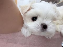 -博特宠物医院24h犬猫全科.骨科·异宠