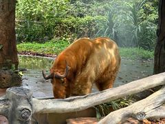 -海南热带野生动植物园