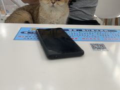 -喵的天空名猫咖啡馆·撸猫·猫舍·用品