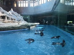 -帝企鹅自助餐厅•儿童岛•真企鹅(长隆企鹅酒店)